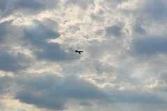 aab7358b-e727-4d1c-879b-96fdb045ee4f